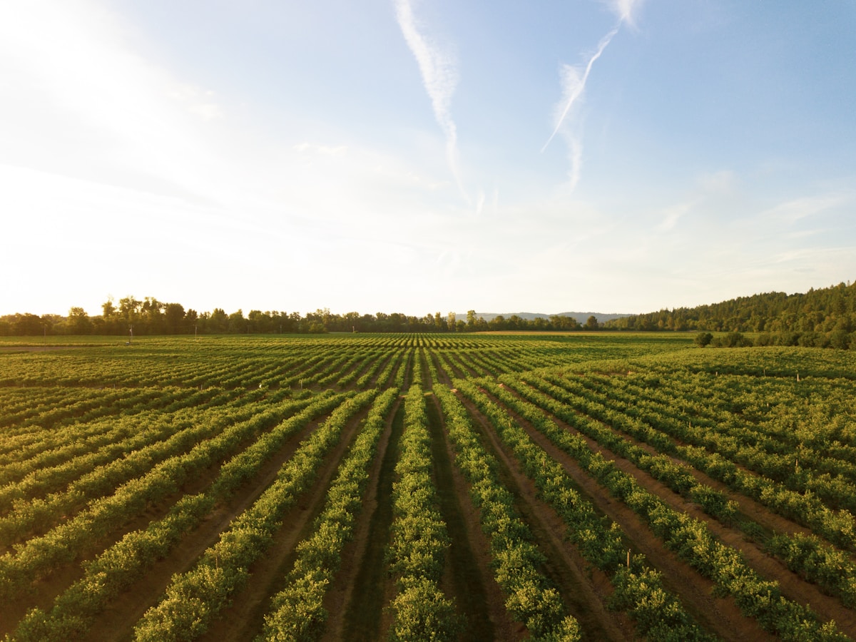 Premium farmland near Hyderabad