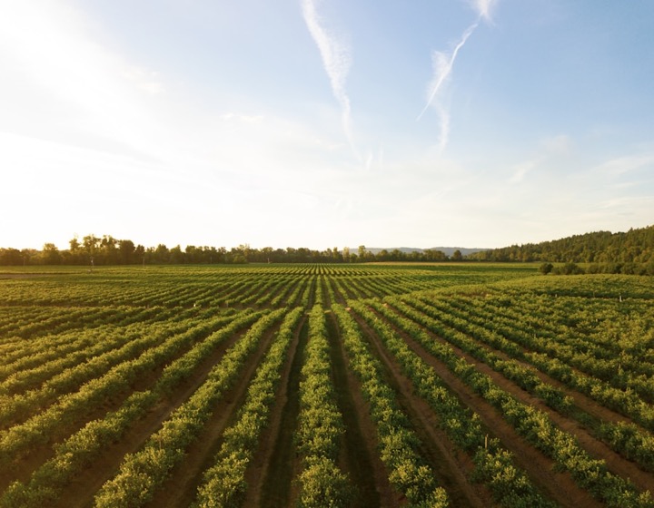 On going farmland developments
