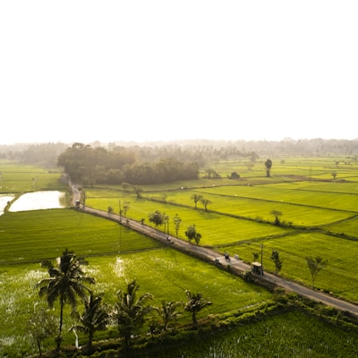 Green paddy fields India