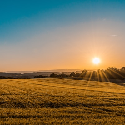 Golden crop farmland