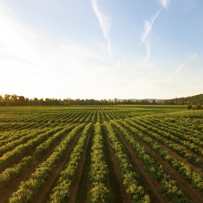 Farmland rows aerial view